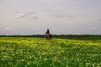 Explore and book this <a href="http://www.adventureride.eu/en/select-dates/latgale_beauty_across_belarus_border/">horseback riding vacation</a> in Latgale