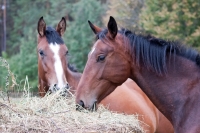 Take a part of Adventure and ride these horses in your <a href="http://www.adventureride.eu/en/select-route">horseback riding vacation</a>