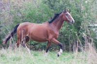 Take a part of Adventure and ride these horses in your <a href="http://www.adventureride.eu/en/select-route">horseback riding vacation</a>