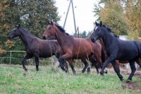 Be the part of Adventure and ride these horses in your <a href="http://www.adventureride.eu/en/select-route">horseback riding vacation</a>