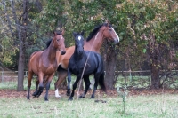 Be the part of Adventure and ride these horses in your <a href="http://www.adventureride.eu/en/select-route">horseback riding vacation</a>