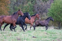 Take a part of Adventure and ride these horses in your  <a href="http://www.adventureride.eu/en/select-route">horseback riding vacation</a>