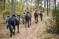 Take a part of Adventure and book <a href="http://www.adventureride.eu/en/select-dates/through_forests_and_beaches_of_adazi/">horseback riding vacations</a> in forests of Adazi