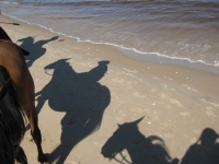 Sunny <a href="http://www.adventureride.eu/en/select-dates/empty_beaches_of_slitere_national_park/">horseback riding vacations</a> on the beach