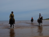 We love <a href="http://www.adventureride.eu/en/select-dates/through_forests_and_beaches_of_adazi/">horseback riding vacations</a> on the beach. You can choose any direction you like and ride for hours!