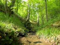 Green and fresh forest spring in <a href="http://www.adventureride.eu/en/select-dates/through_the_rivers_of_gauja_national_park/">horseback riding vacation</a> in Gauja national park