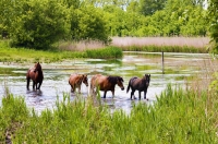 Summer in its full! Green meadows, river and horses on <a href="http://www.adventureride.eu/en/select-dates/through_the_rivers_of_gauja_national_park/">horseback riding vacation</a> in Gauja national park