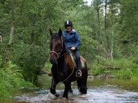 Green forests and wild rivers are a great place to enjoy the closeness to the nature on <a href="http://www.adventureride.eu/en/select-dates/through_the_rivers_of_gauja_national_park/">horseback riding vacation</a> in Gauja national park