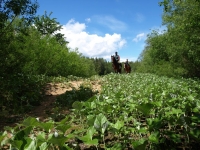 Be the part of Adventure and book this <a href="http://www.adventureride.eu/en/select-dates/through_the_rivers_of_gauja_national_park/">horseback riding vacation</a> in Gauja national park