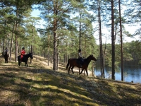 Explore and book this <a href="http://www.adventureride.eu/en/select-dates/through_forests_and_beaches_of_adazi/">horseback riding vacation</a> in Lilaste nature park