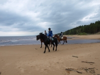 Explore and book <a href="http://www.adventureride.eu/en/select-dates/through_forests_and_beaches_of_adazi/">horseback riding vacations</a> in Lilaste nature park